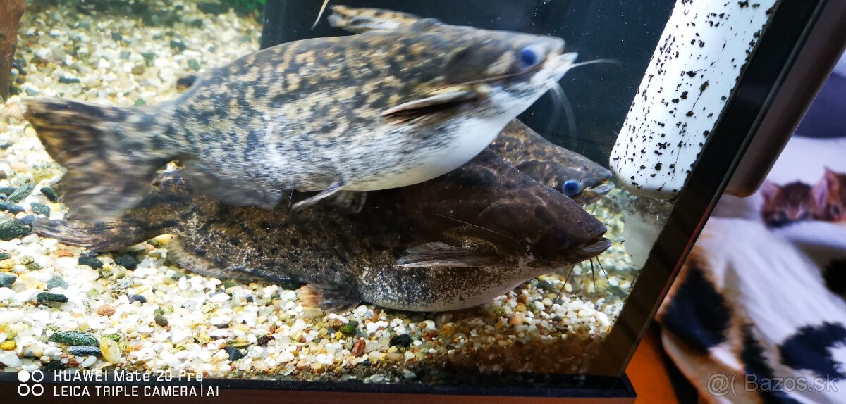 Sumčeky driftwood catfish - 5