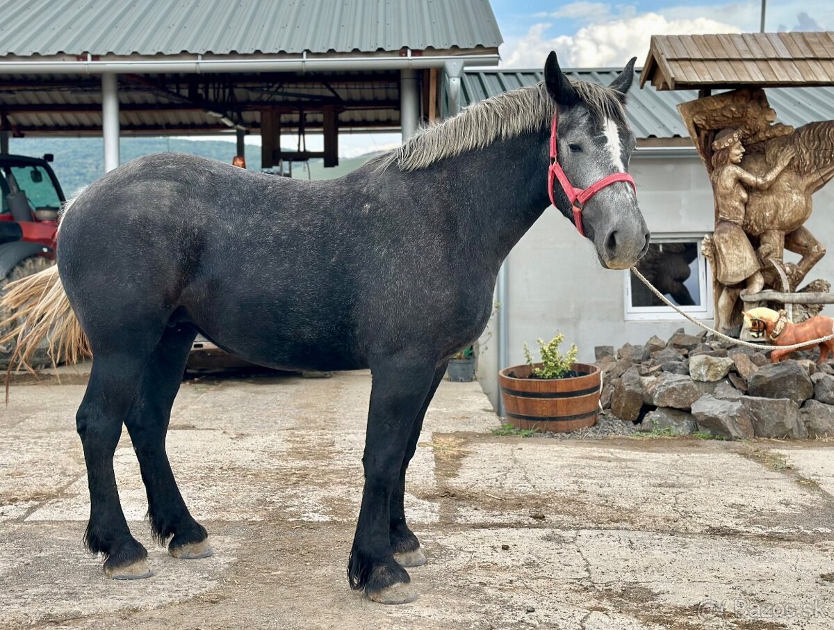 Predám kobylu - percheron na predaj - 5