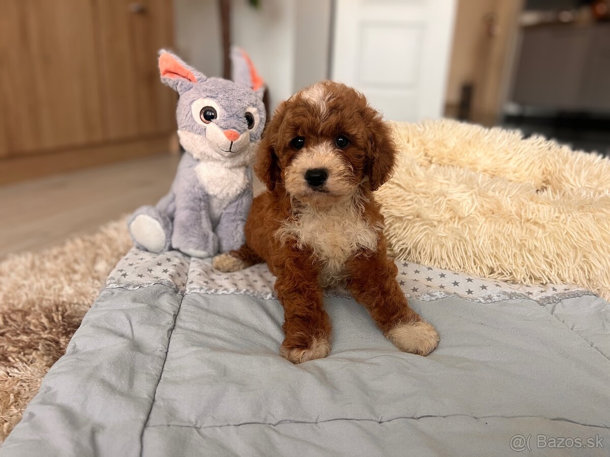 Roztomilé šteniatka Cavapoo - 5
