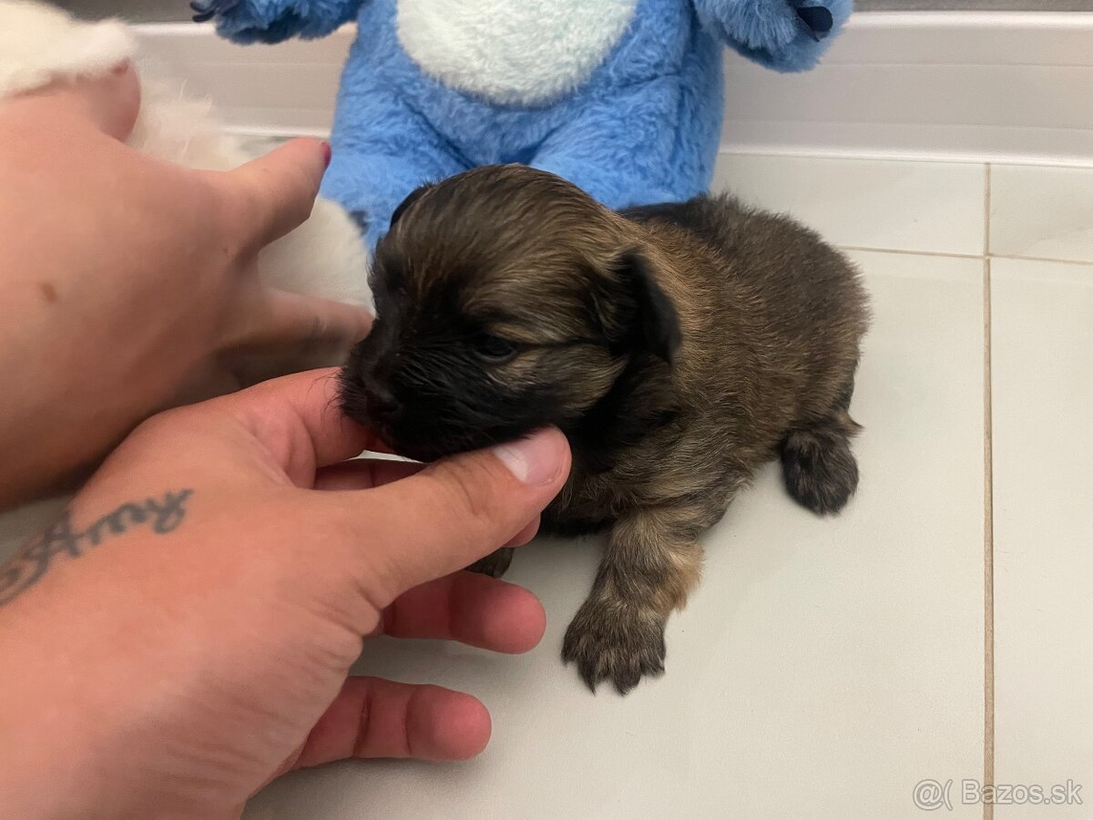 Šteniatka maltipoo - 5