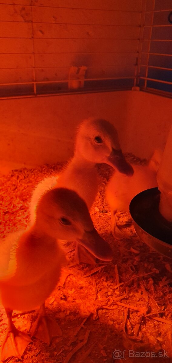 Indické bežce, indický bežec , kačka, kačky - 5