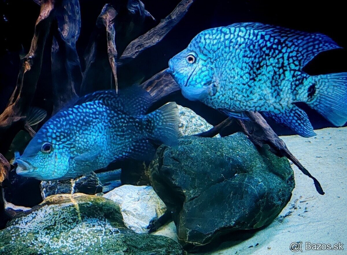 ‼️TOP RYBY ‼️ - 5