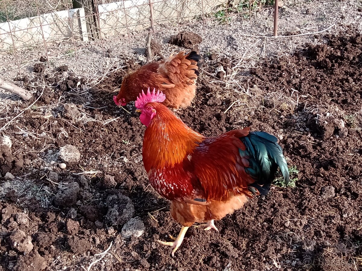 Hempšír kuriatka - 5