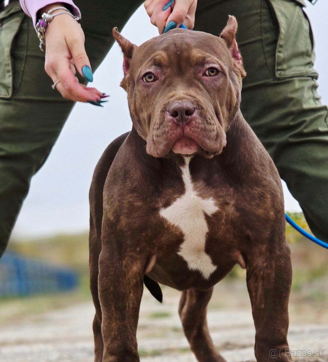 American bully - 5