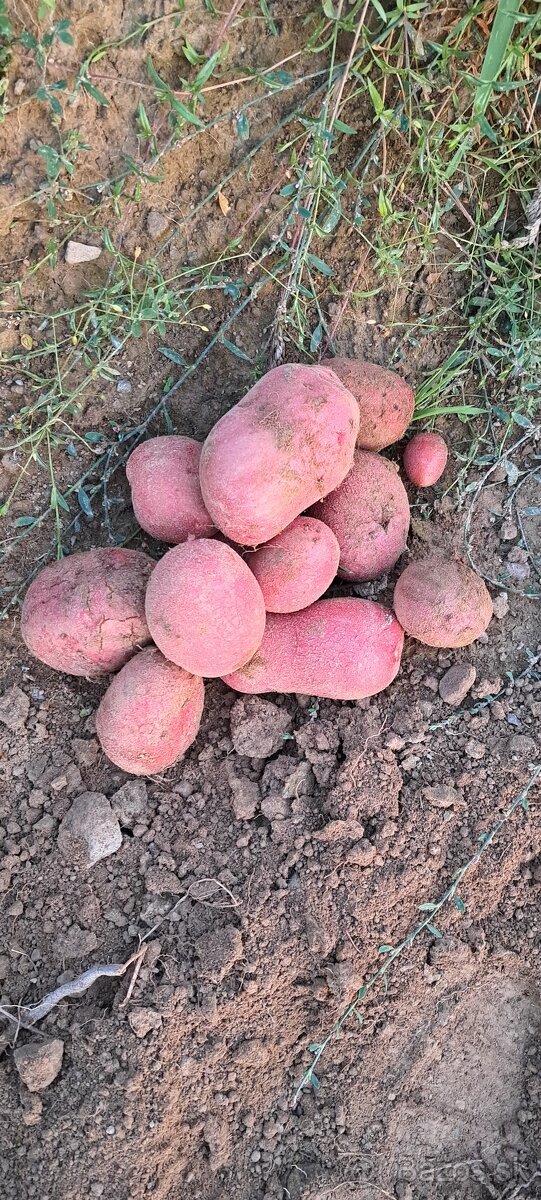 Zemiaky konzumné Spišské Vlachy - 5