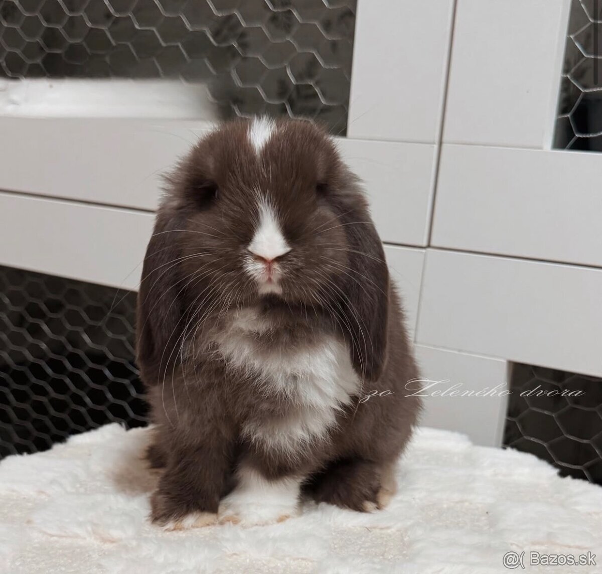 🧡🐰 minilop zakrslý králik 🍁🍂 - 5