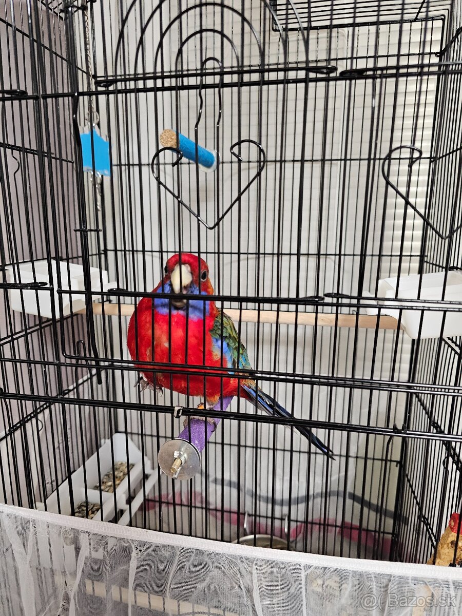 Samec rozela penant - 5