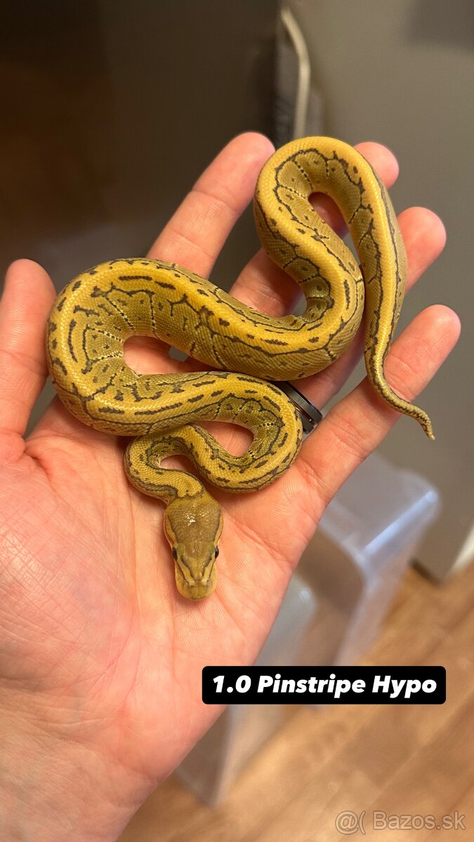 Pytóny Kráľovské - 5