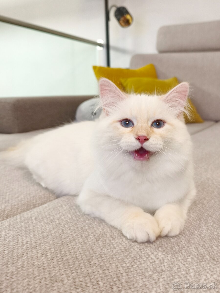 Mačiatka Neva Masquerade - 5