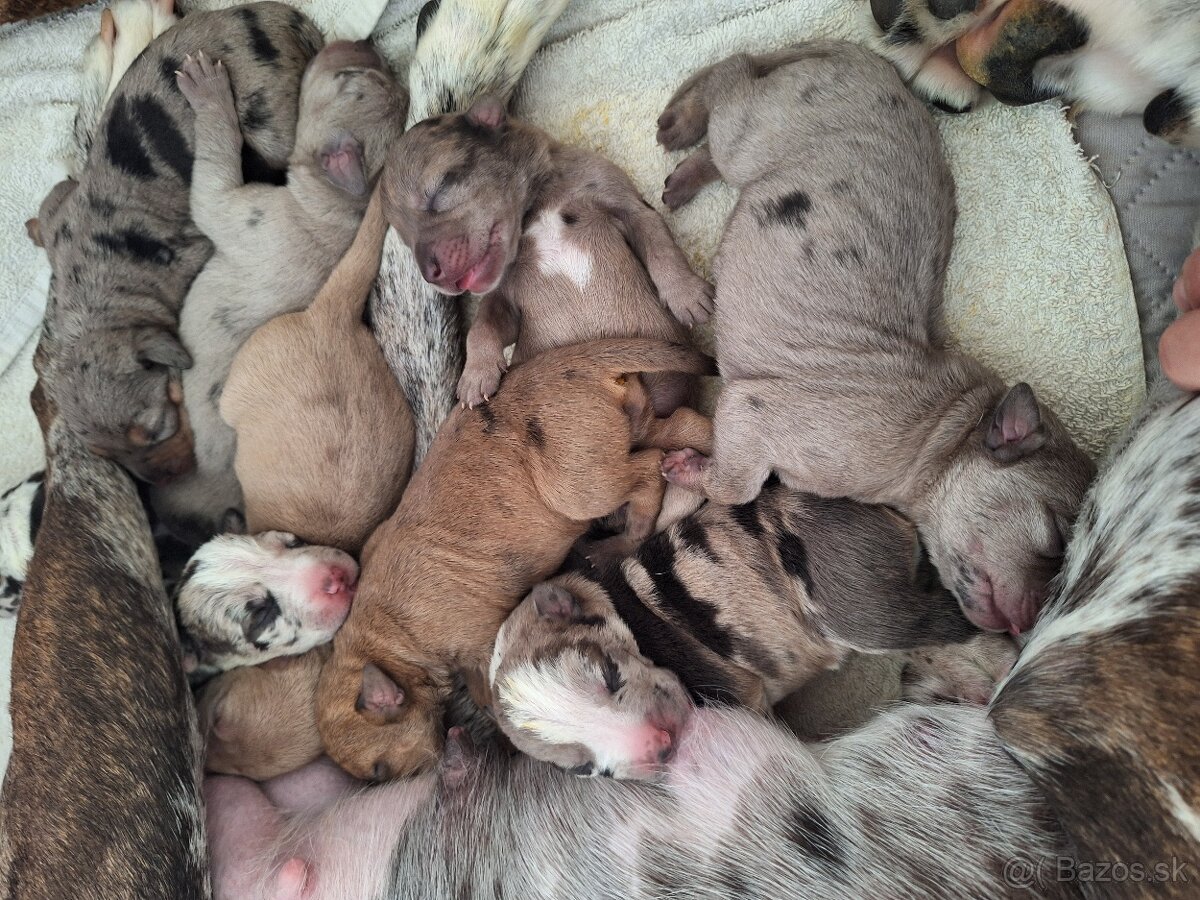 Louisianský leopardí pes s PP - 5