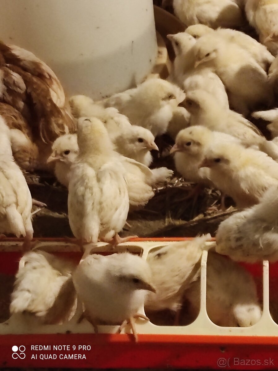 Kuričky, Kalimero - 5