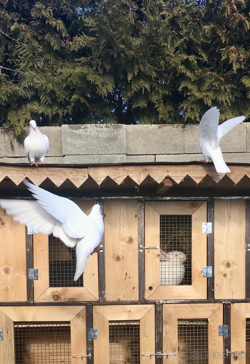 PREDAME Biele poštove holuby - 5