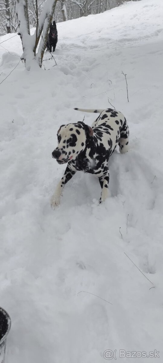 Dalmatin na krytie - 5