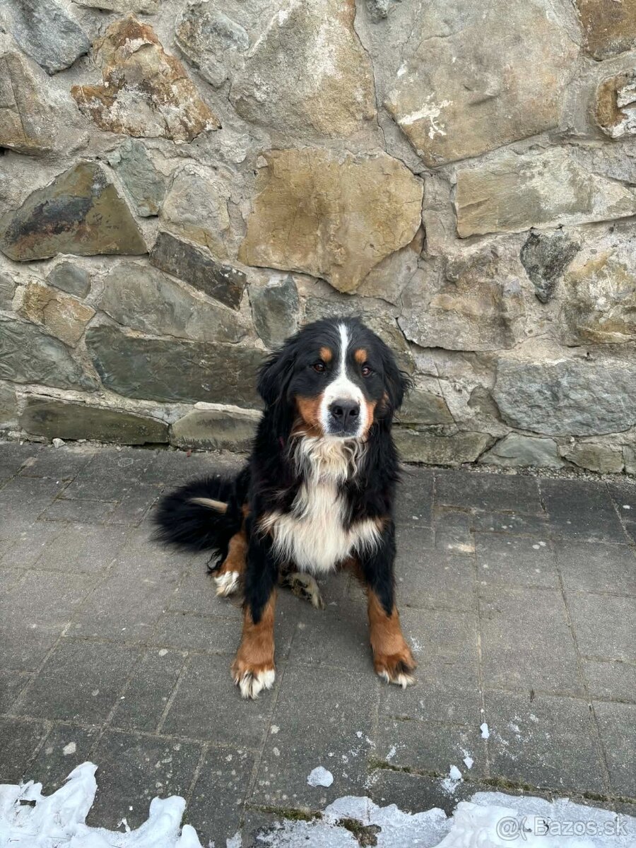 Bernský salašnícky pes - 5