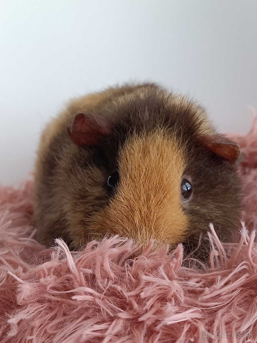 Morčatá Us Teddy - 5