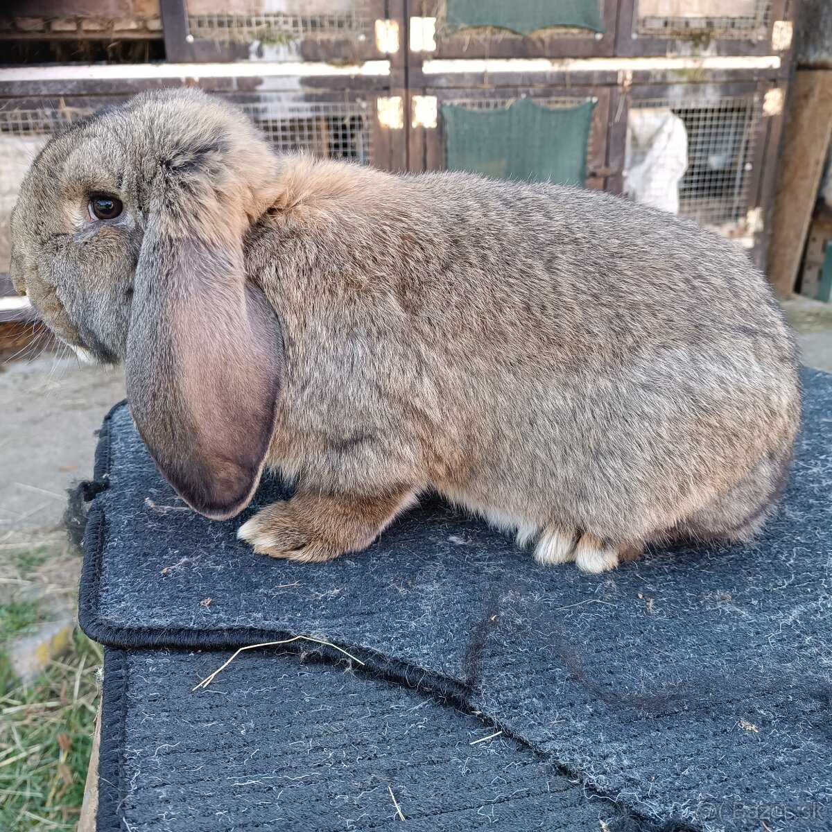 Francúzsky Baran - 5