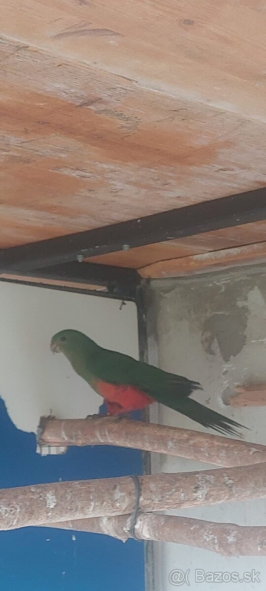 Papagaj kralovsky - 5