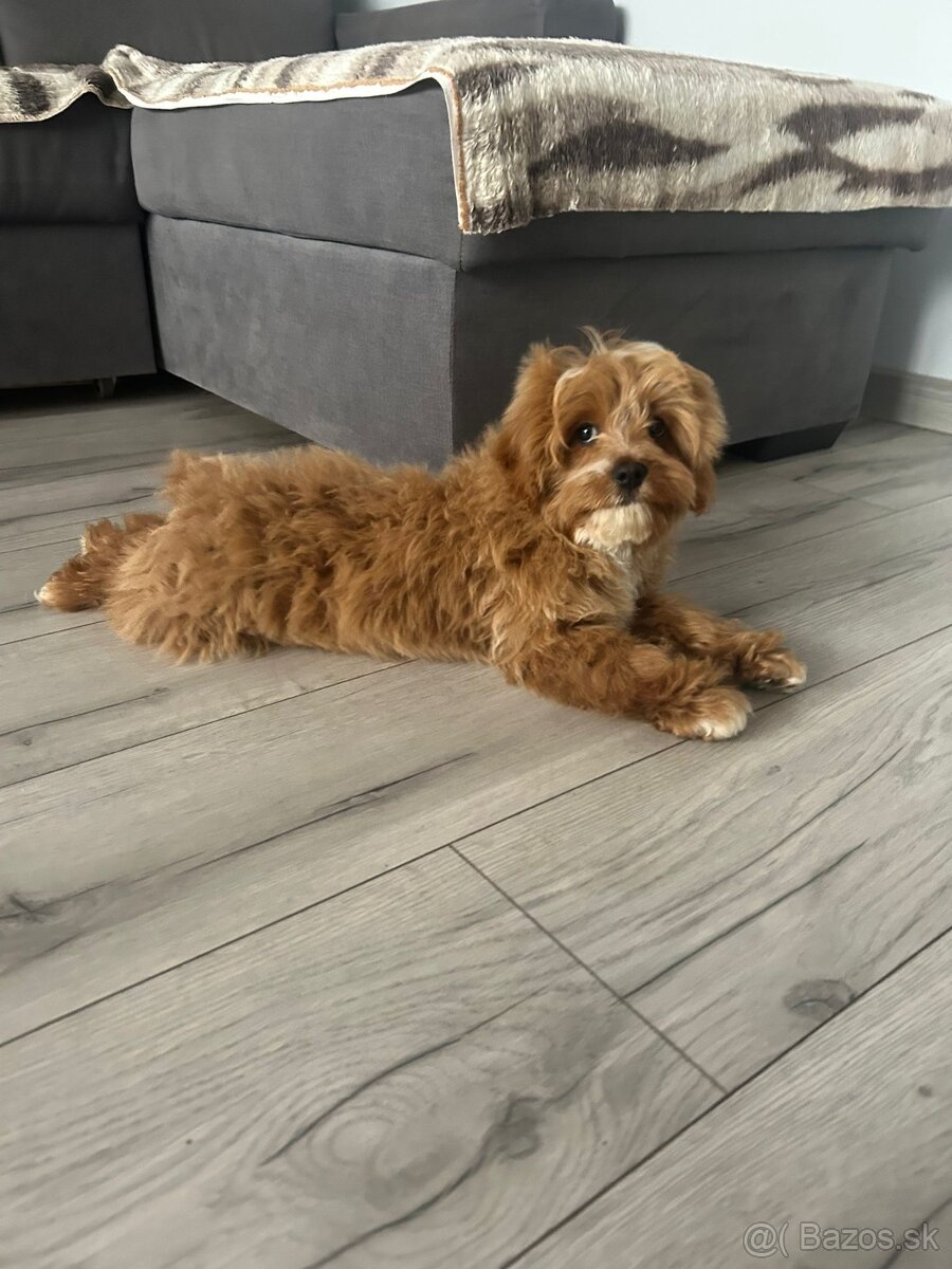 Šteniatko Cavapoo - 5