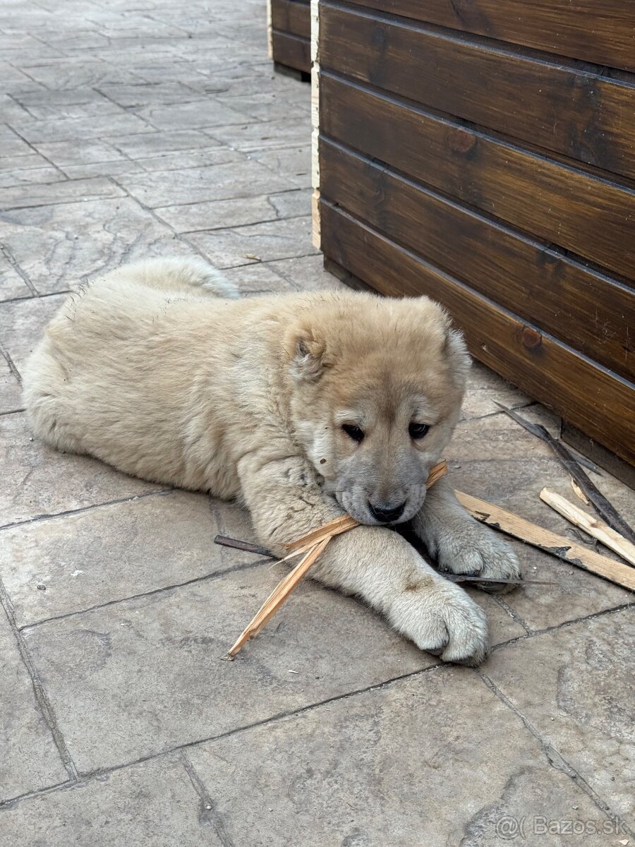 Stredoázijský ovčiak SAO - 5