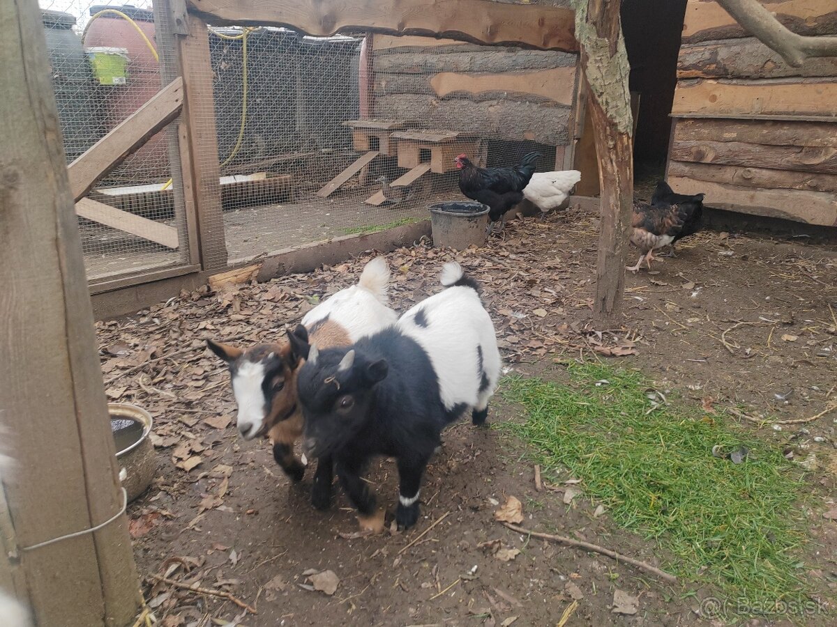 Mini koza Holandska - 5