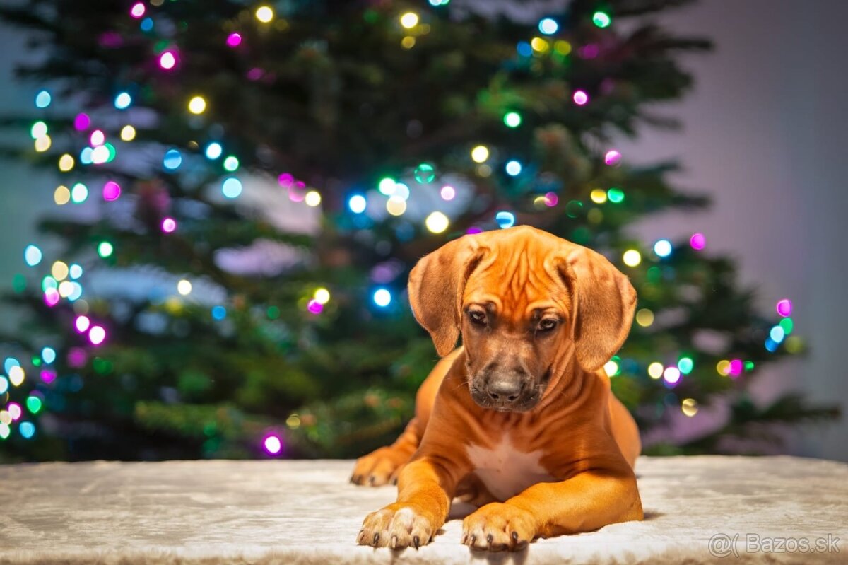 Rhodesian Ridgeback - 5