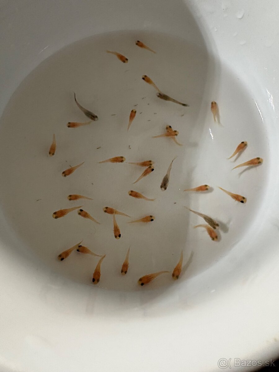 Gupky, molly, krevety - 5