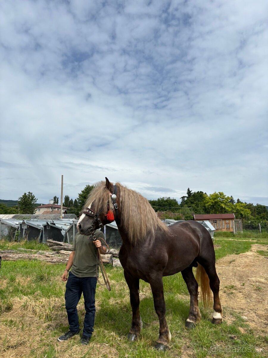 Pripúšťanie plemennými žrebcami - 5