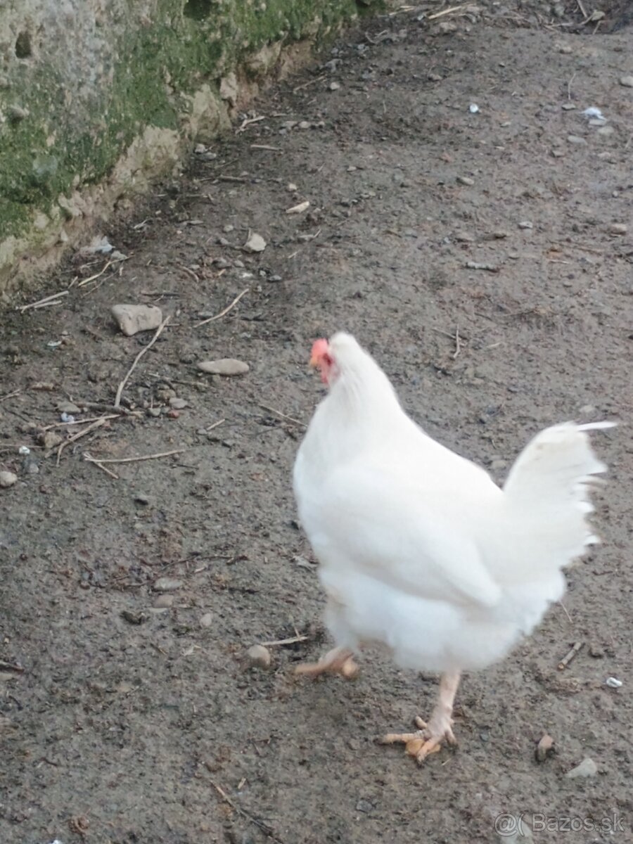 Predám kohúta - 5