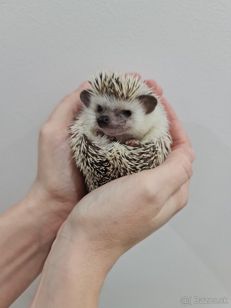 Ježko africký bielobruchý - 5