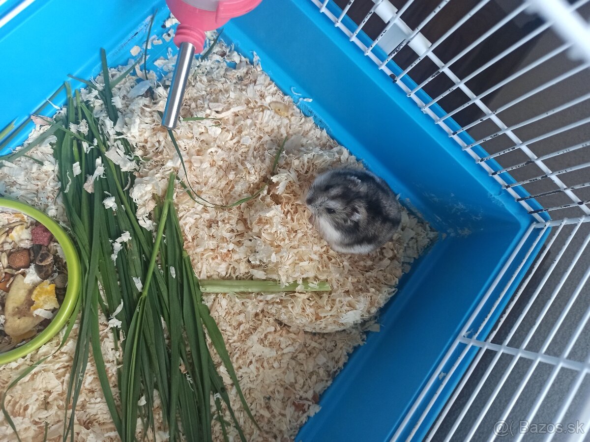 Škrečok + klietka - 5