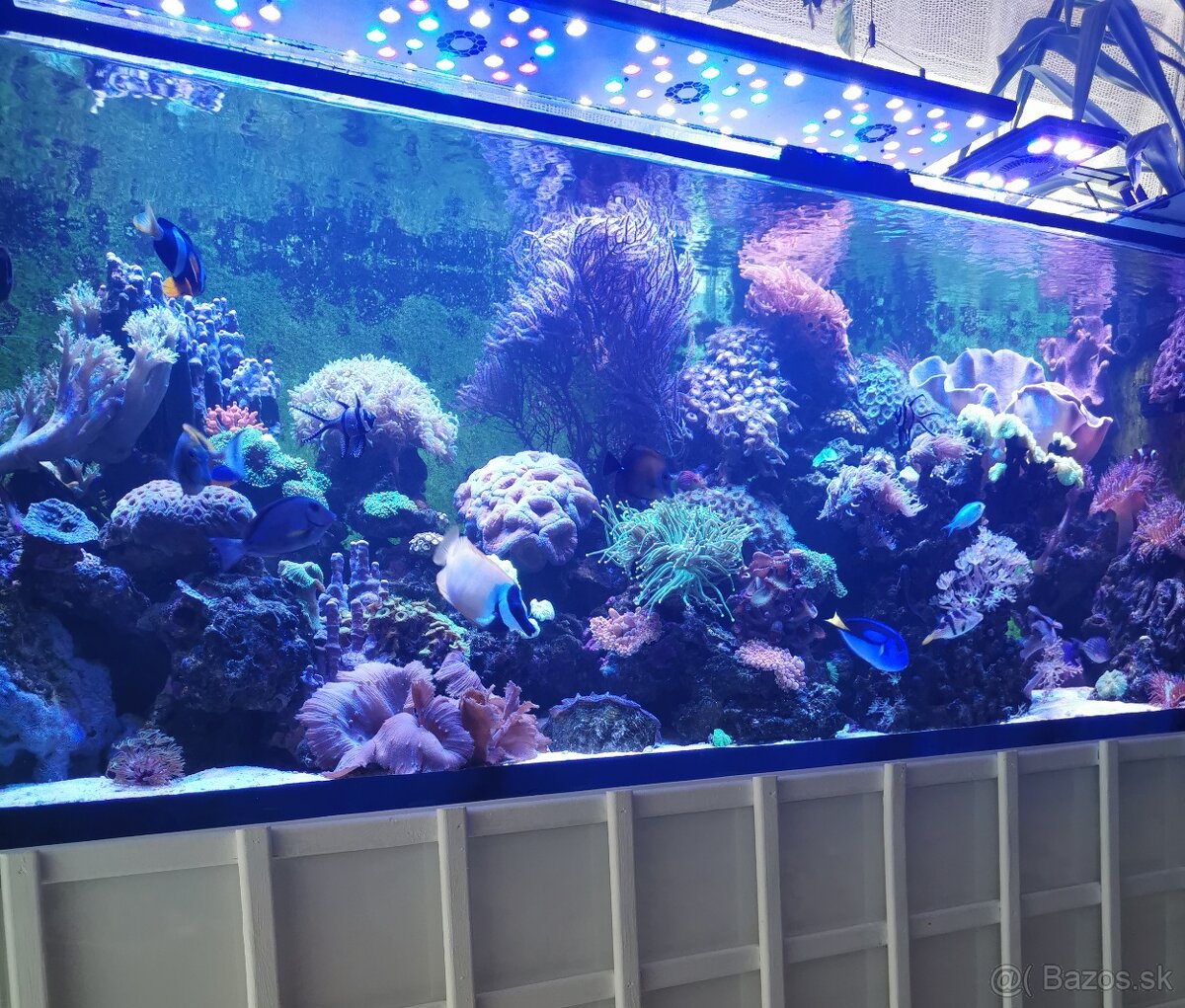 Morske akvarium - 5