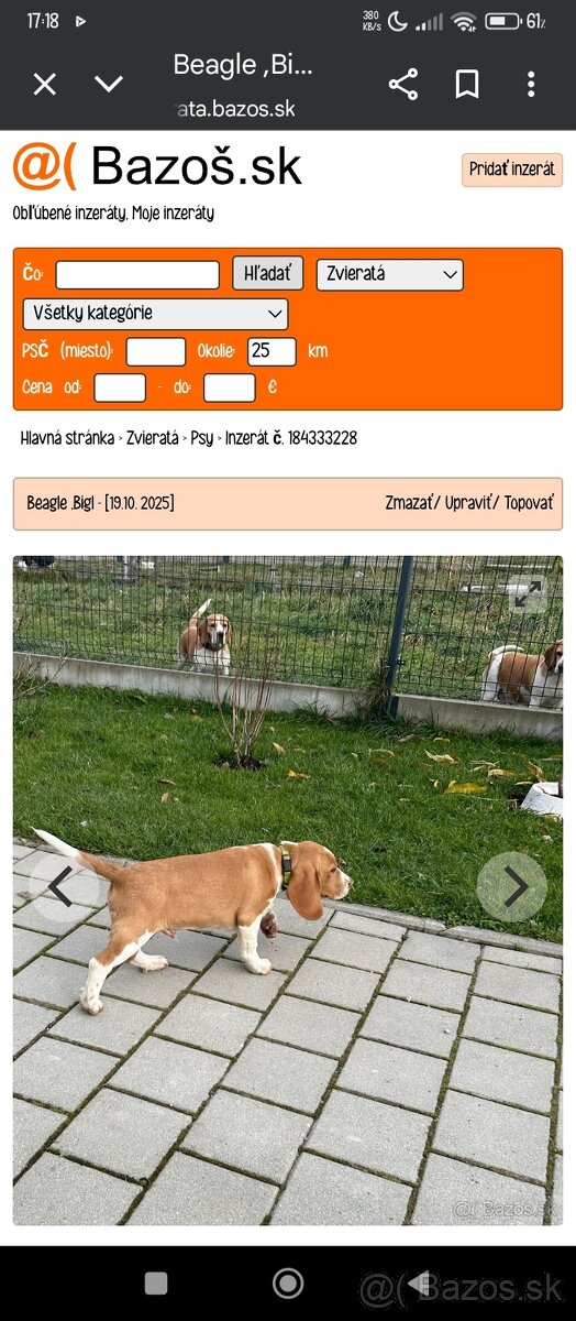 Hľadám psíka šteniatko do bytu - 5