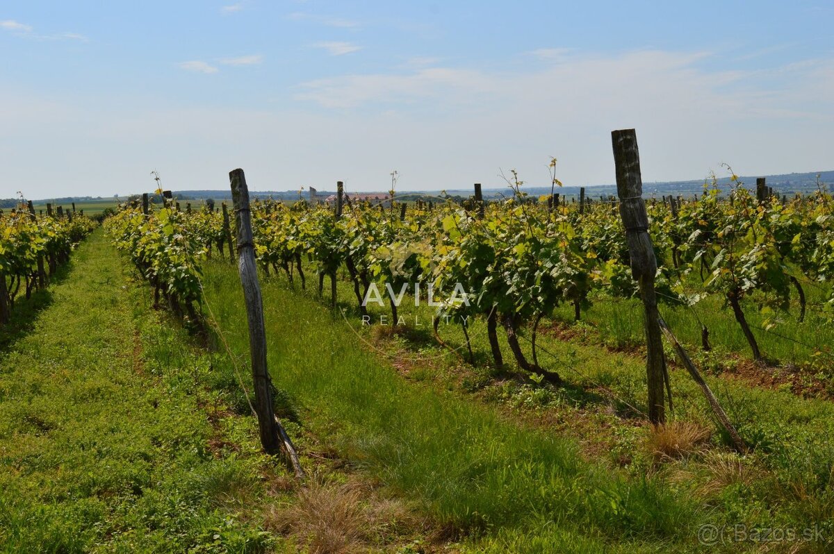 NA PREDAJ: vinohrad o výmere 4740m2 - Horné Orešany - 5