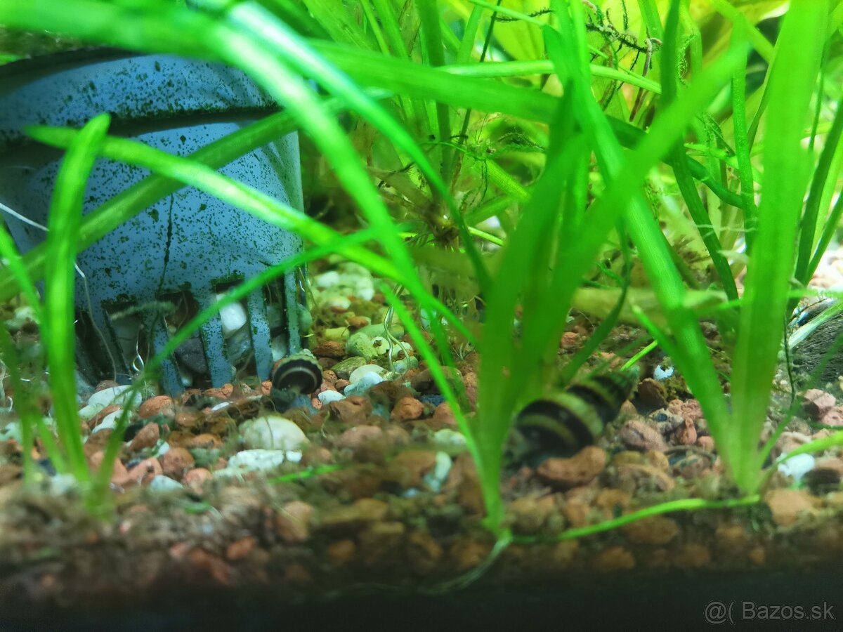 Slimáky Clea Helena - 5