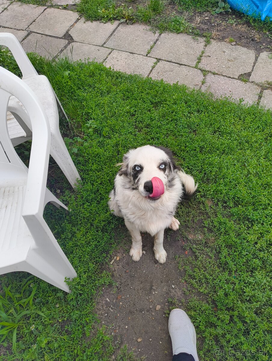 border kolia merle - 5