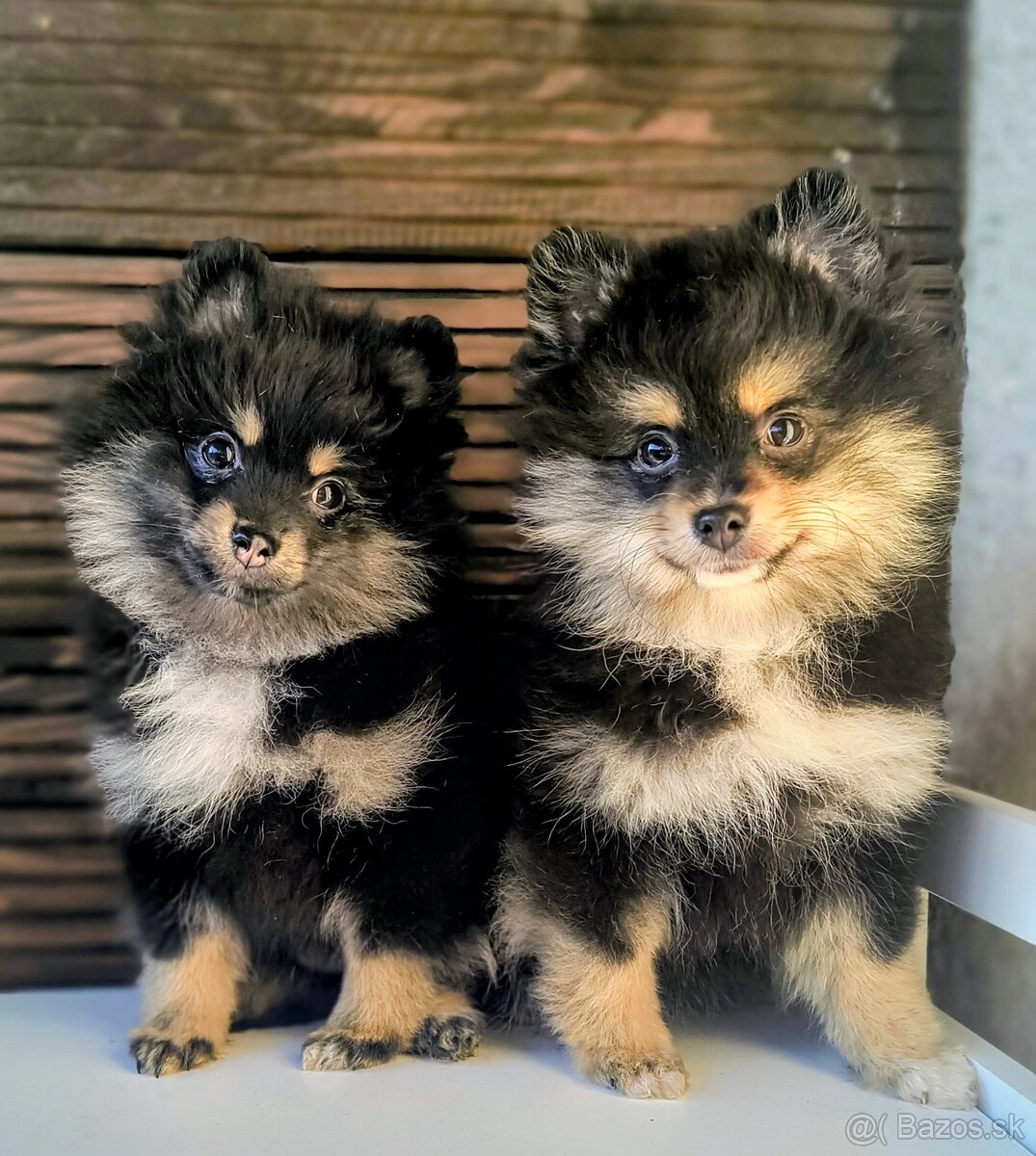 Oranžový špic- Typ Pomeranian - 5