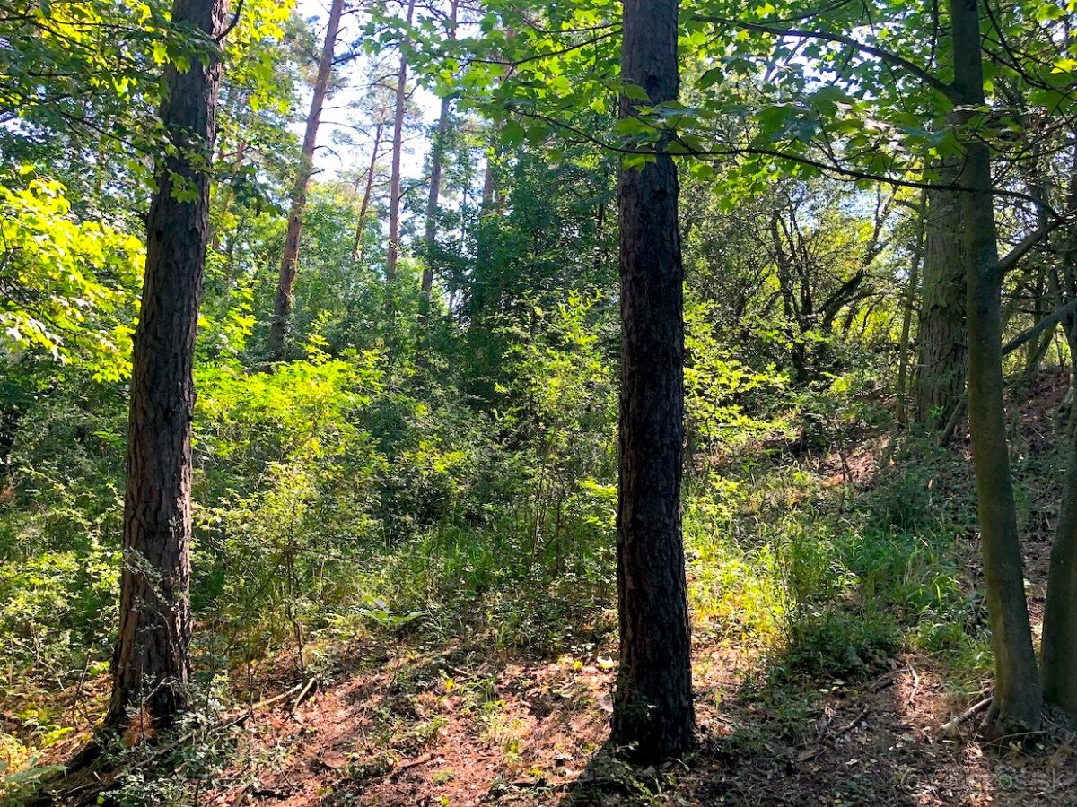 Beckov – 2.133 m2 LESNÝ POZEMOK v súkromnom vlastníctve - 5