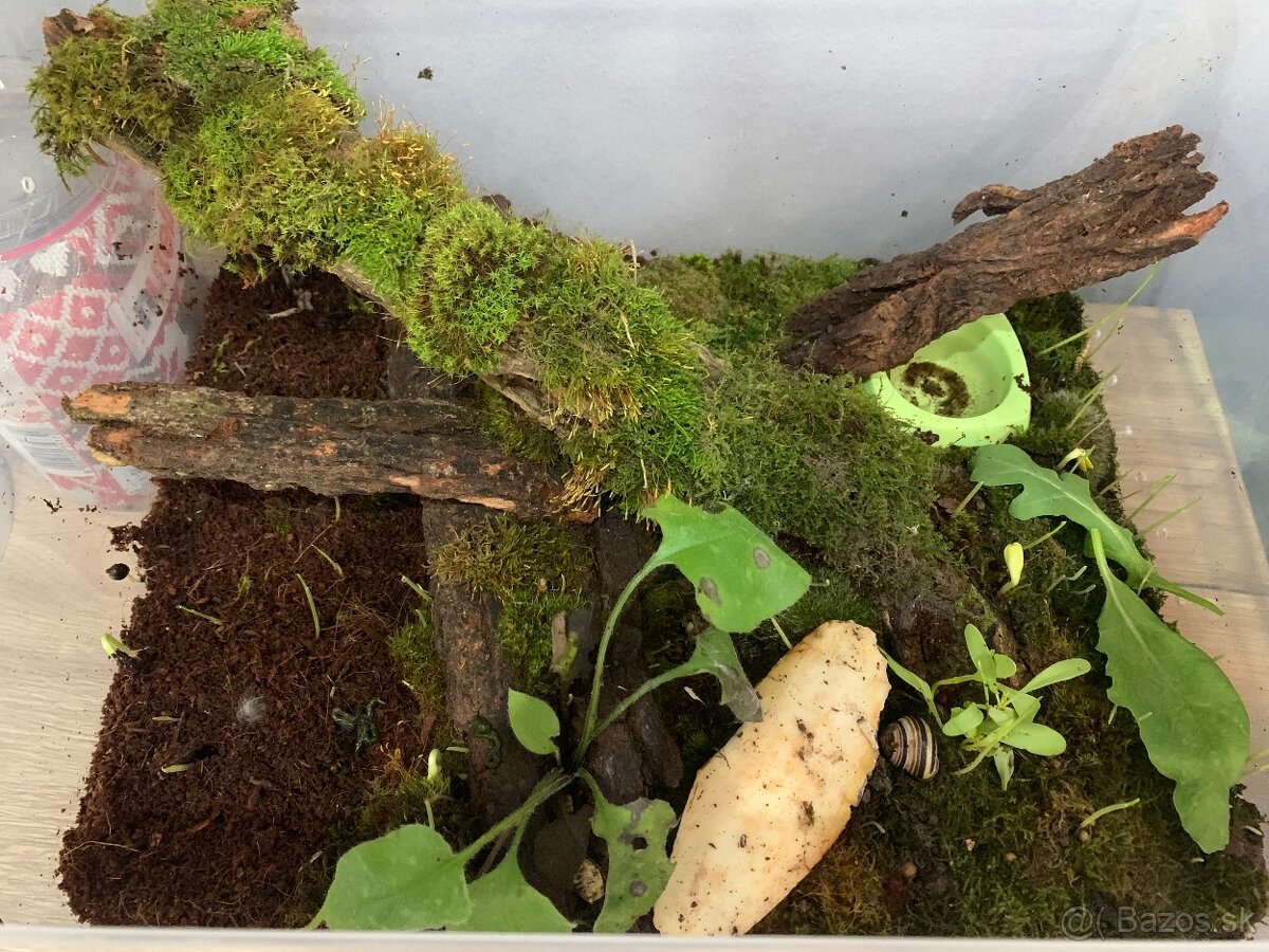 Slimák africký - 5