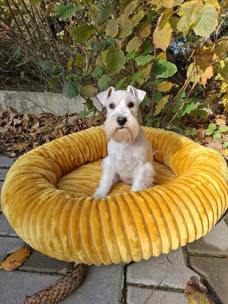 Bradáč malý biely - steniatka s PP sučky - 5