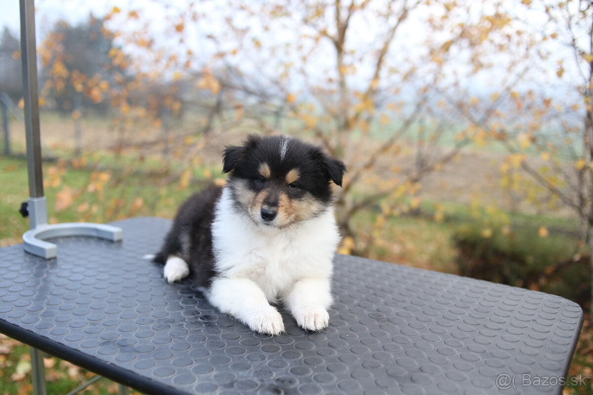 Kólia dlhosrstá - šteniatka s PP (FCI) - 5