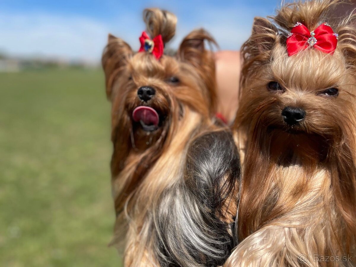 Yorkshirsky terier s PP - 5