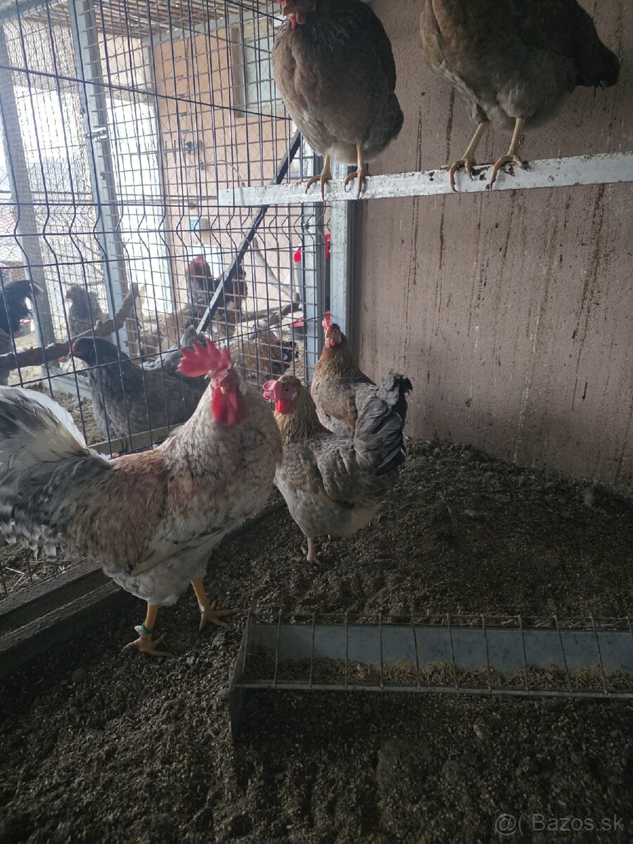 Nasadove vajíčka - 5