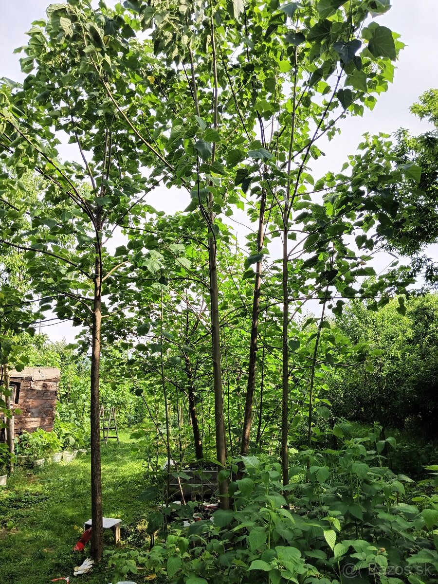 Paulownia - 5