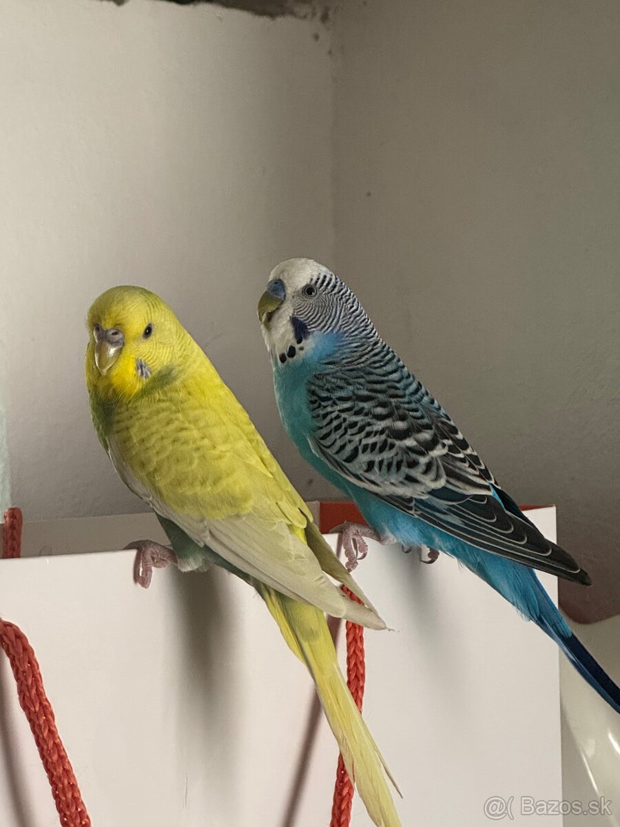 Len do milujucej rodiny Parik samec + samicka 🦜🦜 Andulky - 5
