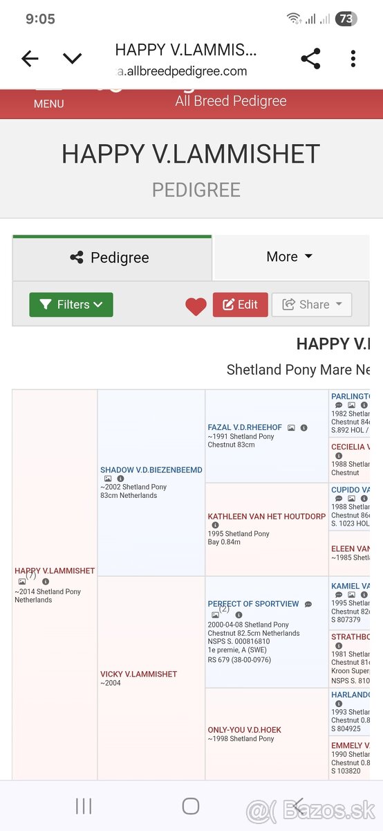 Minishetland kobyla - 5