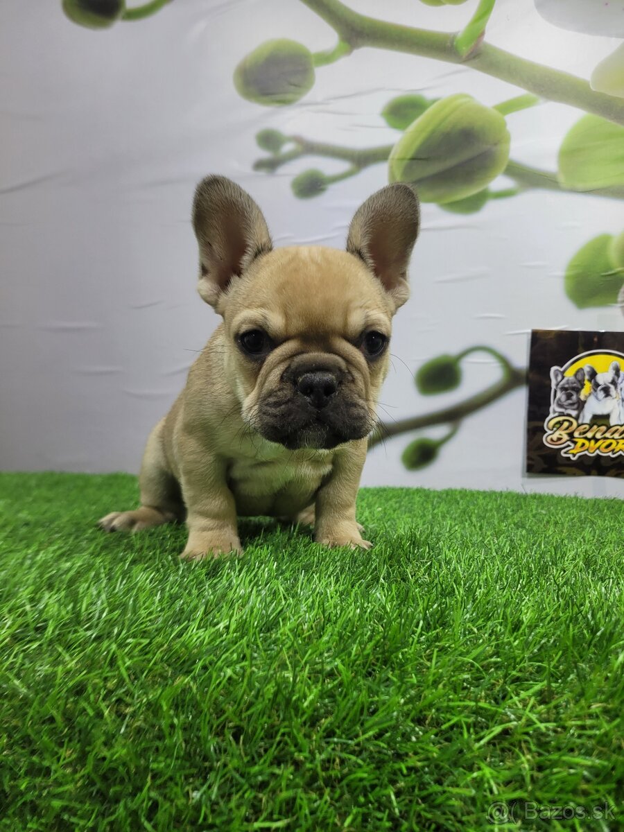 Francúzsky buldoček - 5