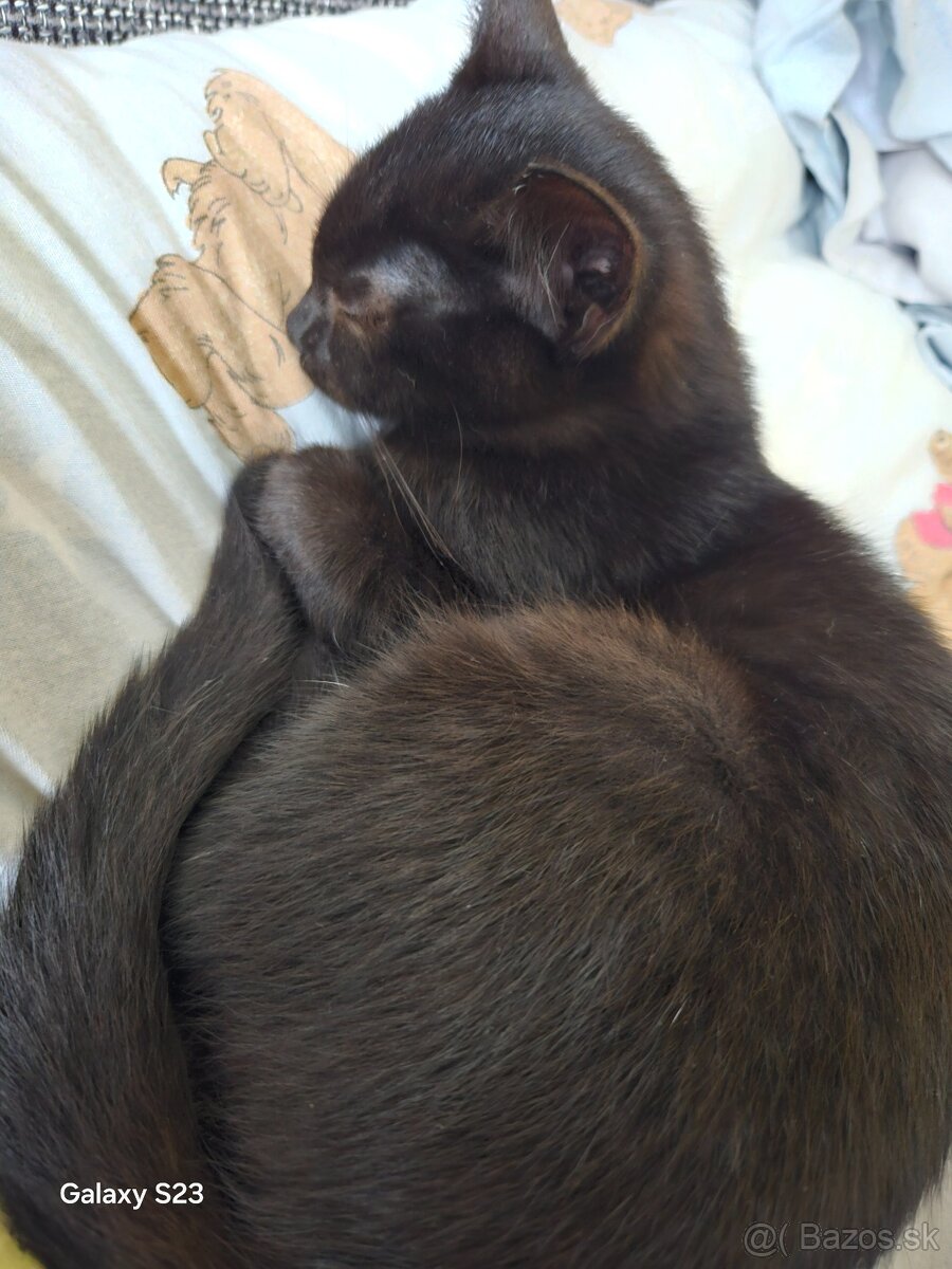 Darujem mačiatka - 5