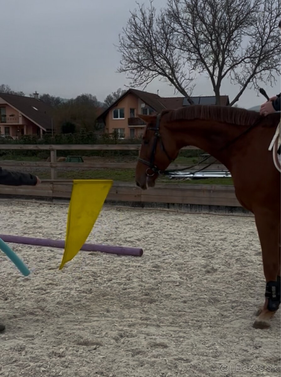 Ambiciózny valach do športu - 5