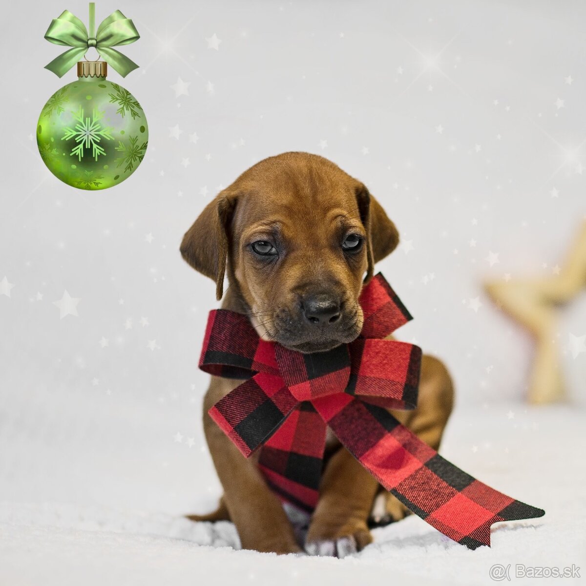 Rhodesian Ridgeback s preukazom pôvodu - 5