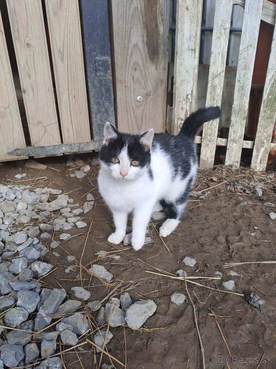 Darujem mačiatka - 5